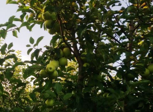 Jabuke iz Gornjeg Tavankuta na pijaci u Aleksandrovu